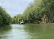 Hutan Mangrove
