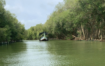 Hutan Mangrove