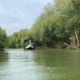 Hutan Mangrove