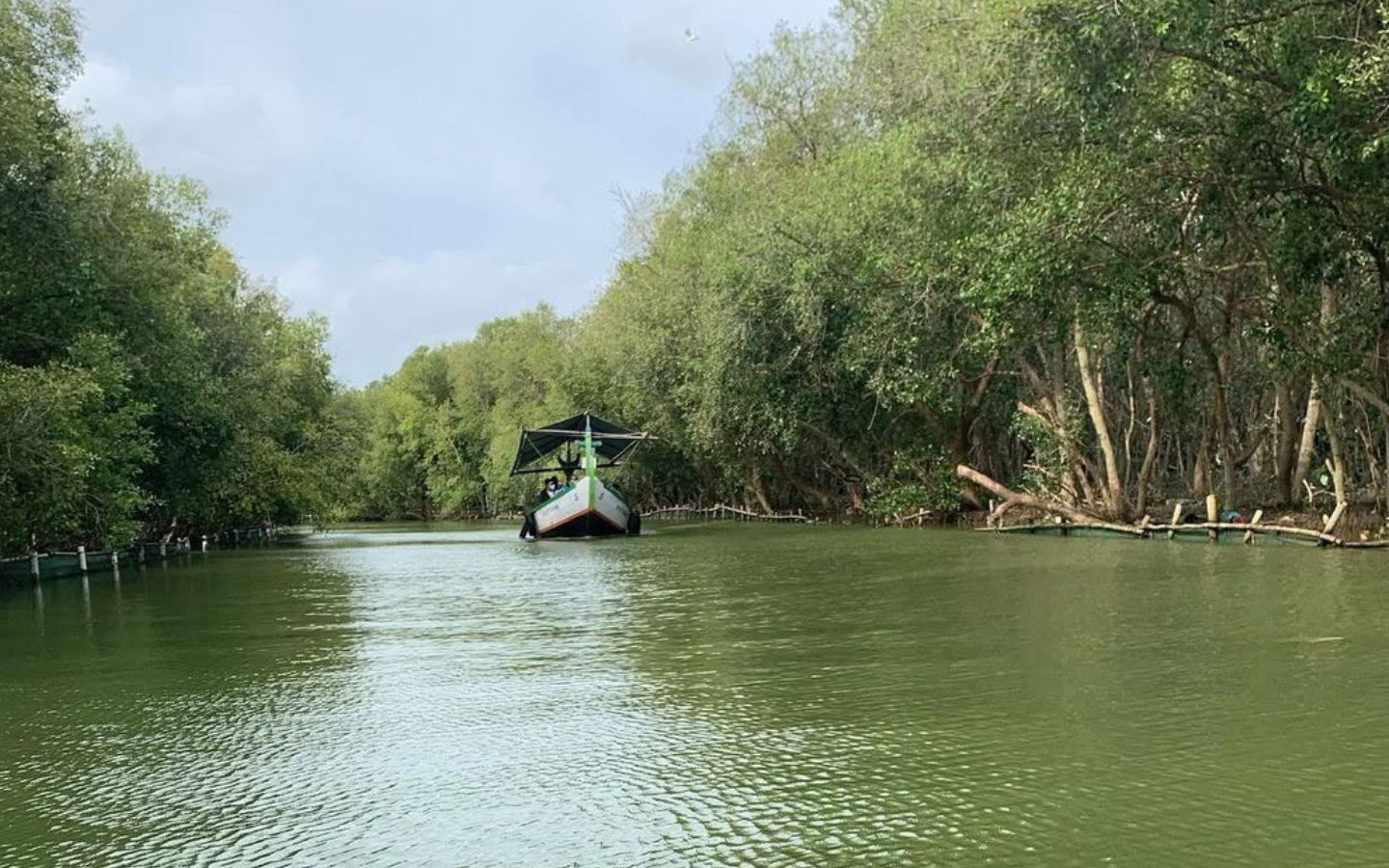 Hutan Mangrove